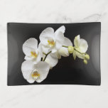 Beautiful White Orchid With Black Background Trinket Tray at Zazzle