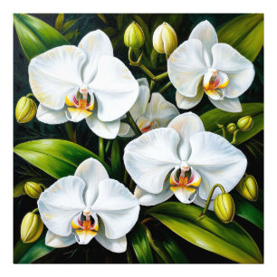 beautiful White Orchids Photo Print