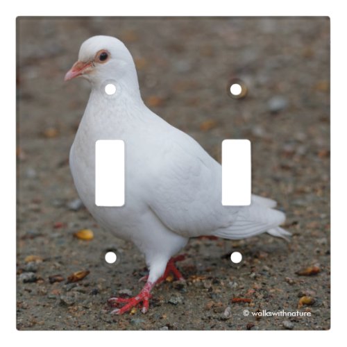 Beautiful White Peace Dove on the Pebbles Light Switch Cover