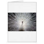 Beautiful white peacock (Front)