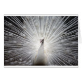 Beautiful white peacock (Front Horizontal)