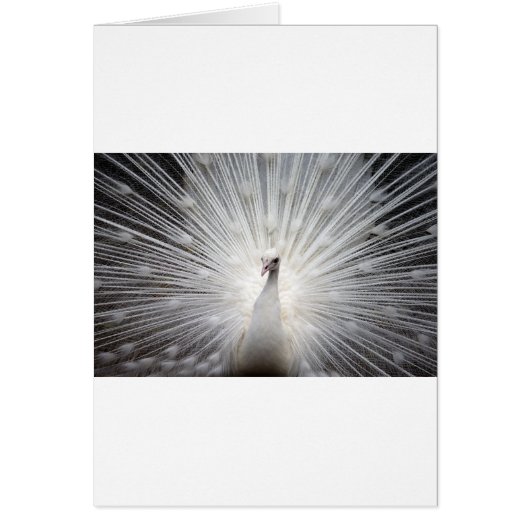 Beautiful white peacock cards (Front)