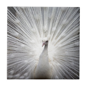 Beautiful white peacock ceramic tile