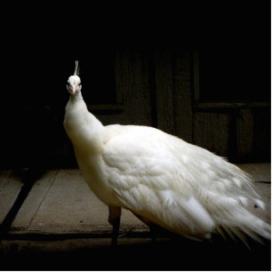 Beautiful White Peacock Statuette