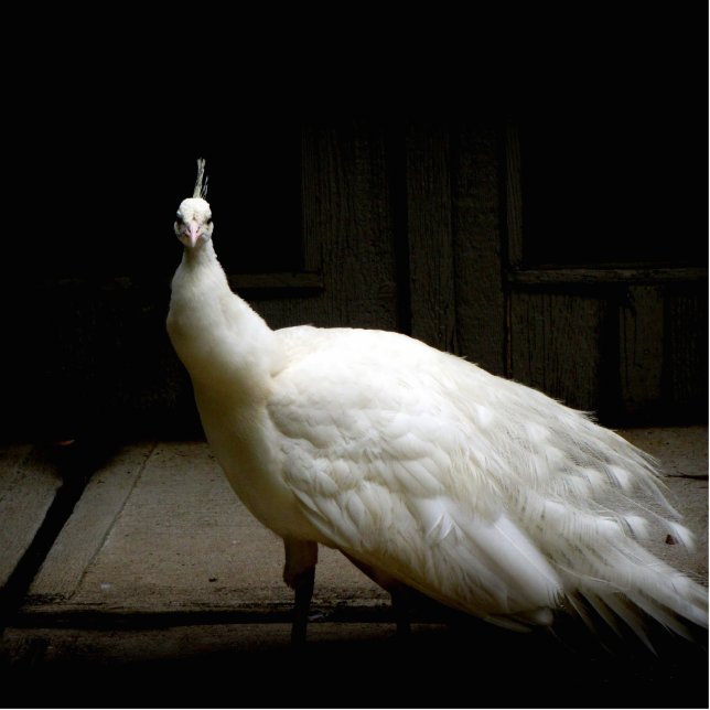 Beautiful White Peacock Statuette (Front)