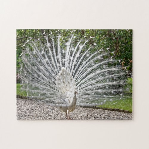 Beautiful White Peacock With Full Feather Spread J Jigsaw Puzzle