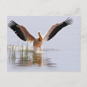 Beautiful White Pelican Taking Flight Among Reeds Postcard