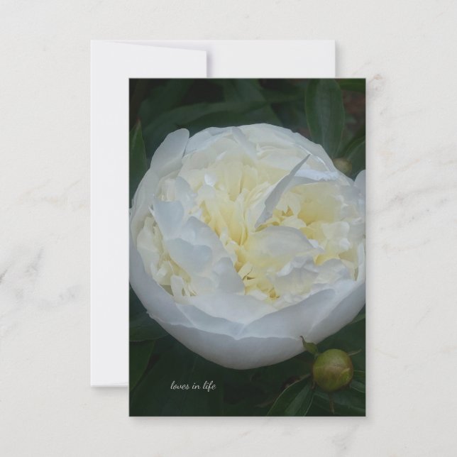 Beautiful White Peony Note Card (Front)