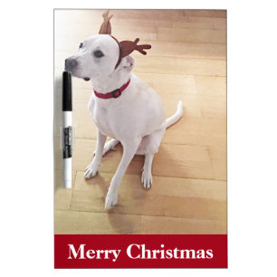 Beautiful White Reindeer Puppy Dog Christmas Dry Erase Board