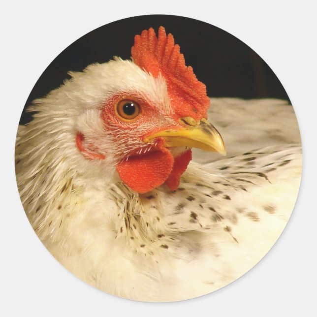 Beautiful White Rooster With Black Speckles Classic Round Sticker (Front)