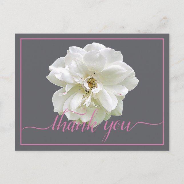 Beautiful White Rose Color Backdrop Chic Thank You Postcard (Front)