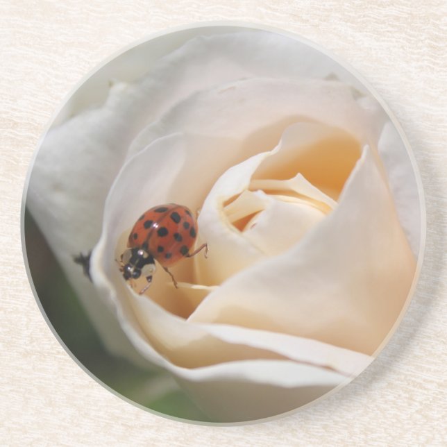 beautiful white rose flower and ladybug drink coaster (Front)