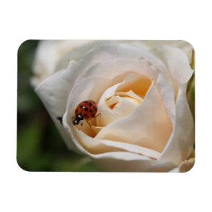 beautiful white rose flower and ladybug magnet