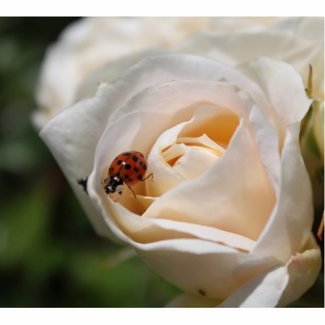 beautiful white rose flower and ladybug statuette (Front)