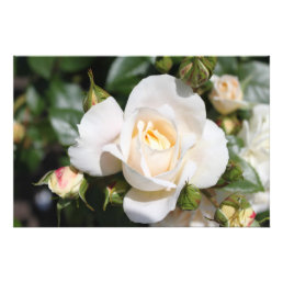 Beautiful white rose flower. floral photography photo print