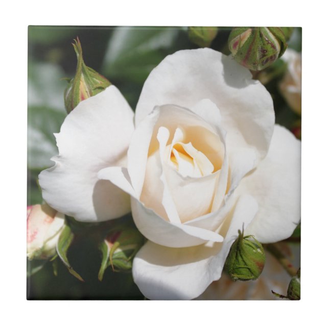 beautiful white rose flower. love and romance tile (Front)