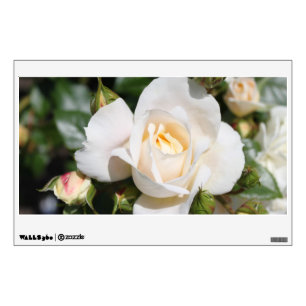 Beautiful white rose flowers. floral photography, wall decal