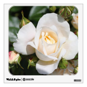 Beautiful white rose flowers. floral photography wall decal