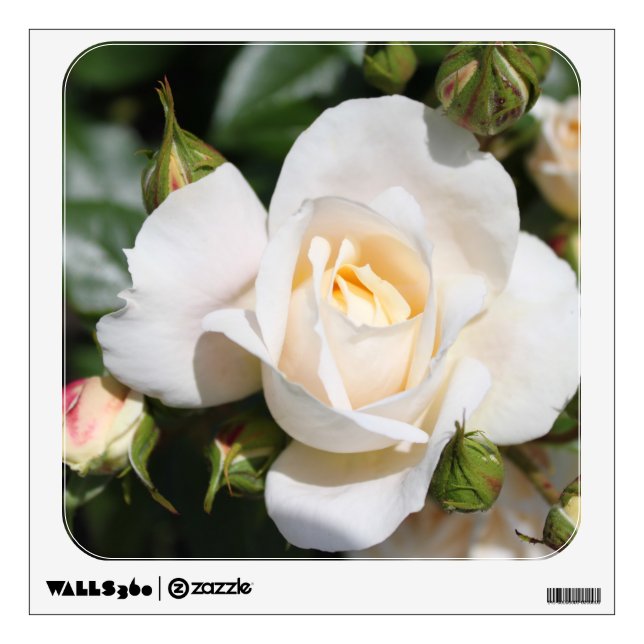 Beautiful white rose flowers. floral photography wall decal (Front)