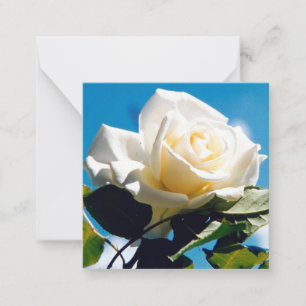 Beautiful White Rose Note Card
