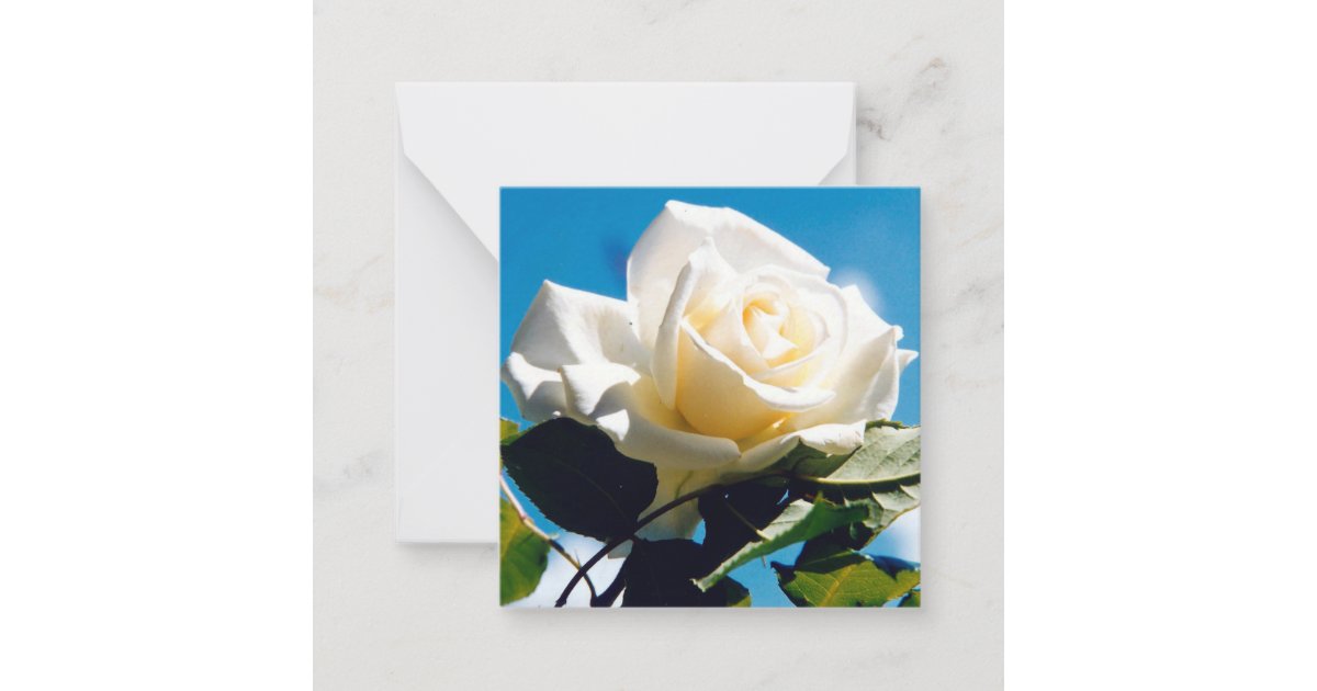 Beautiful White Rose Note Card Zazzle