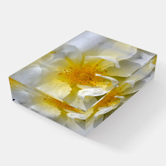 Beautiful white rose paperweight