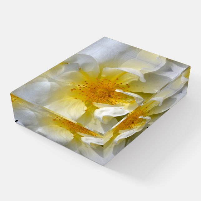 Beautiful white rose paperweight (Angled)