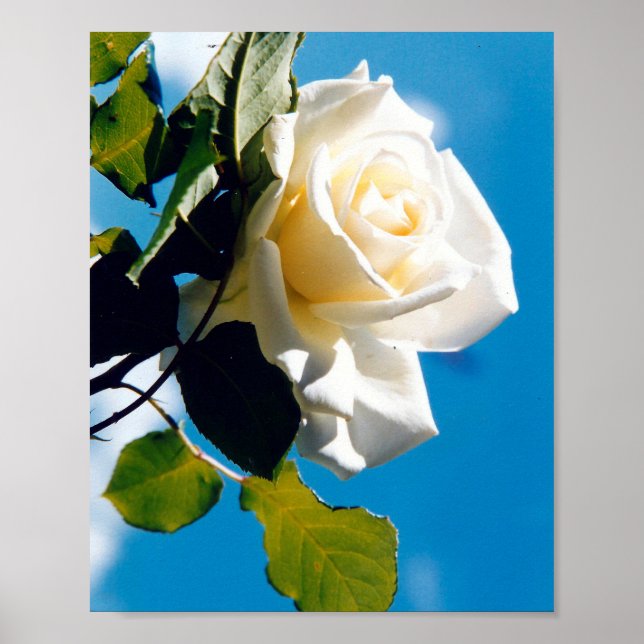 Beautiful White rose   Poster (Front)