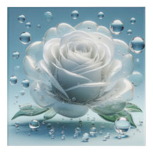 Beautiful White Rose with Dew Drops and Bubbles