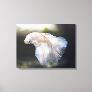 Beautiful White Siamese Betta Fighting Fish Canvas Print