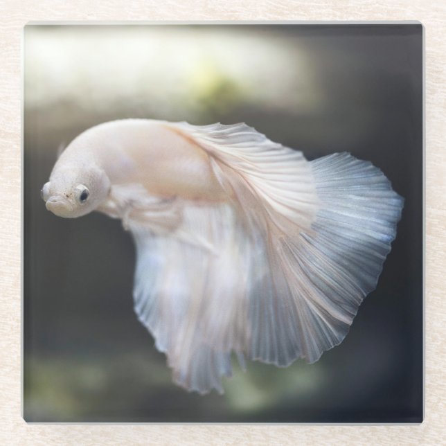 Beautiful White Siamese Betta Fighting Fish Glass Coaster (Front)