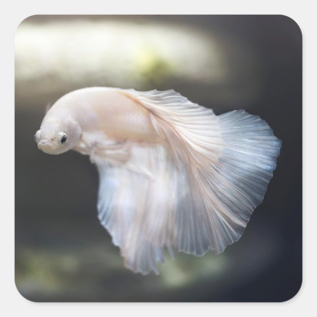 Beautiful White Siamese Betta Fighting Fish Square Sticker (Front)