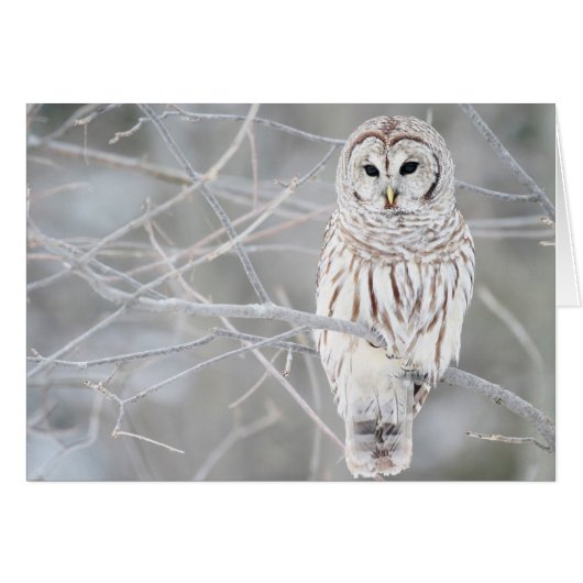Beautiful White Snow Owl Design Cards (Front Horizontal)