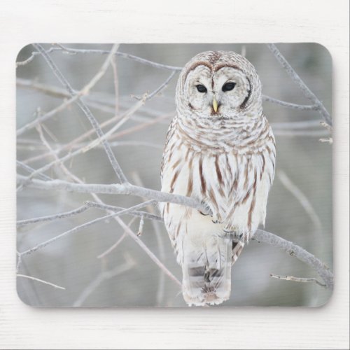 Beautiful White Snow Owl Design Mouse Pad
