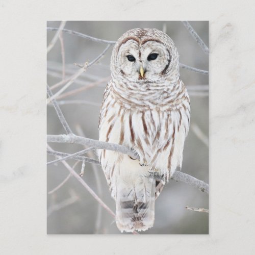 Beautiful White Snow Owl Design Postcard