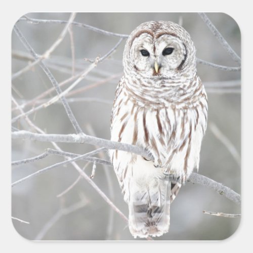 Beautiful White Snow Owl Design Square Sticker