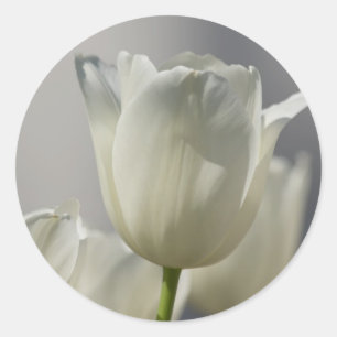 Beautiful White Spring Tulips Classic Round Sticker