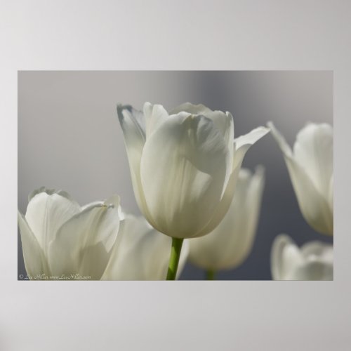 Beautiful White Spring Tulips Poster