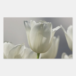 Beautiful White Spring Tulips Rectangular Sticker