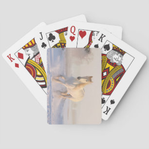 Beautiful White Stallion Running Through the Snow Poker Cards