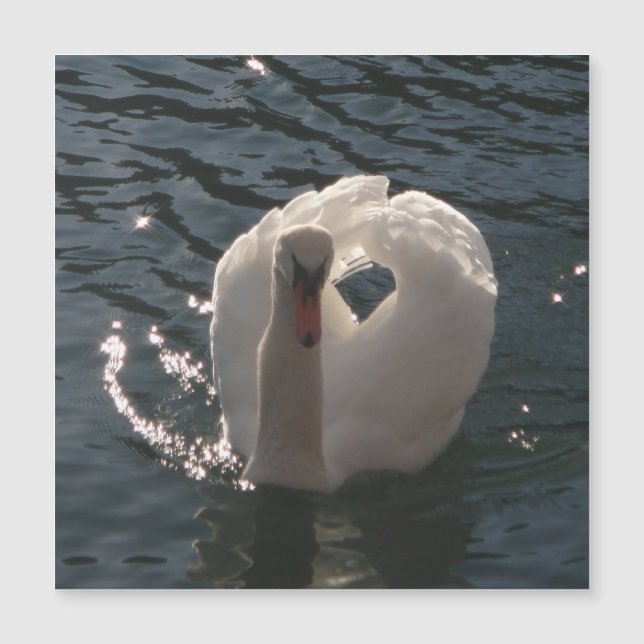 Beautiful white swan (Front)