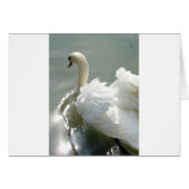 Beautiful white swan (Front Horizontal)