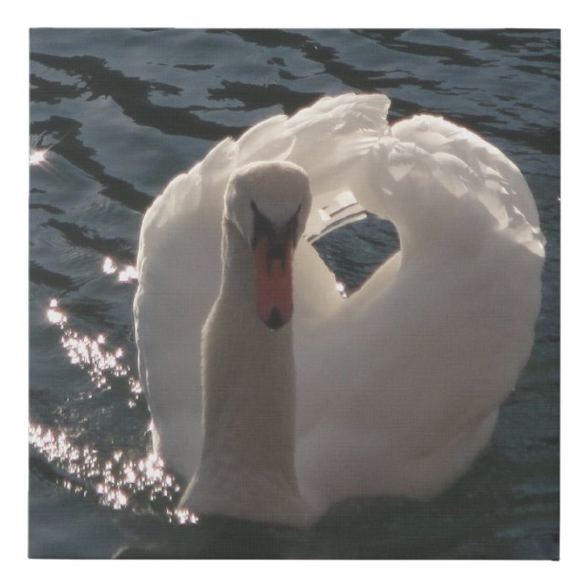 Beautiful white swan faux canvas print (Front)