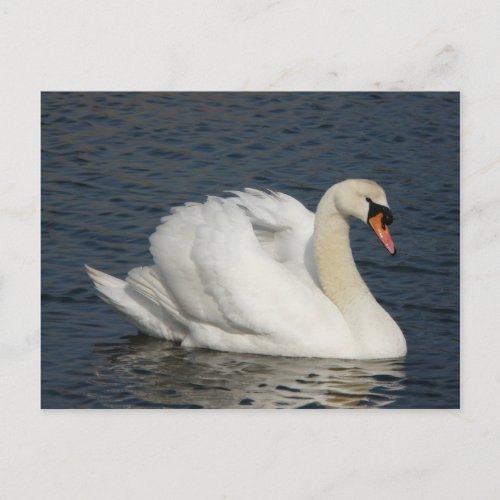 Beautiful white swan in water postcard