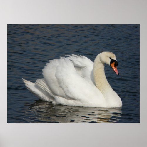 Beautiful white swan in water poster