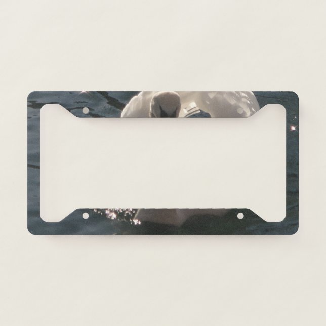 Beautiful white swan license plate frame (Front)