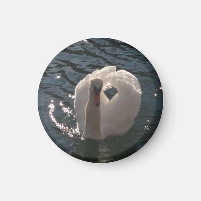 Beautiful white swan magnet (Front)
