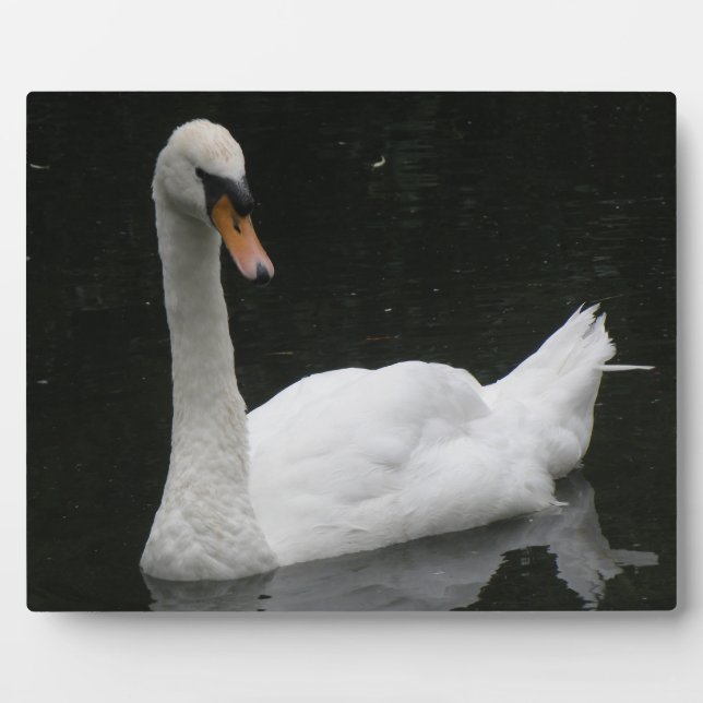 Beautiful White Swan Plaque (Front)