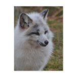 Beautiful White Swift Fox Postcard