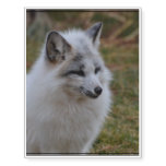 Beautiful White Swift Fox Temporary Tattoos